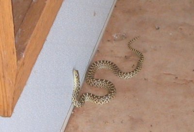 a potty-trained snake?  what's next?!
