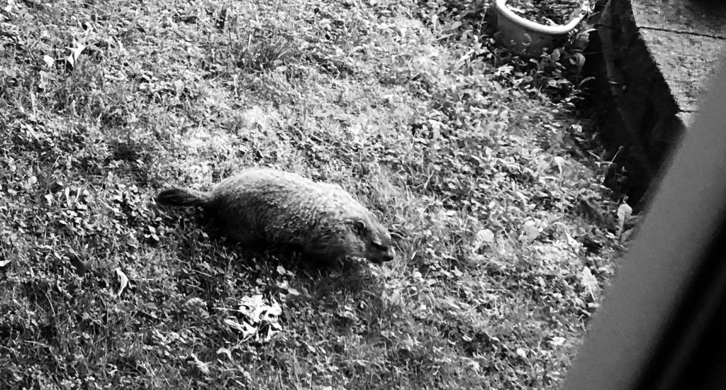 A groundhog approaching my house.